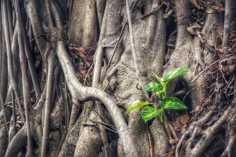 Pothos