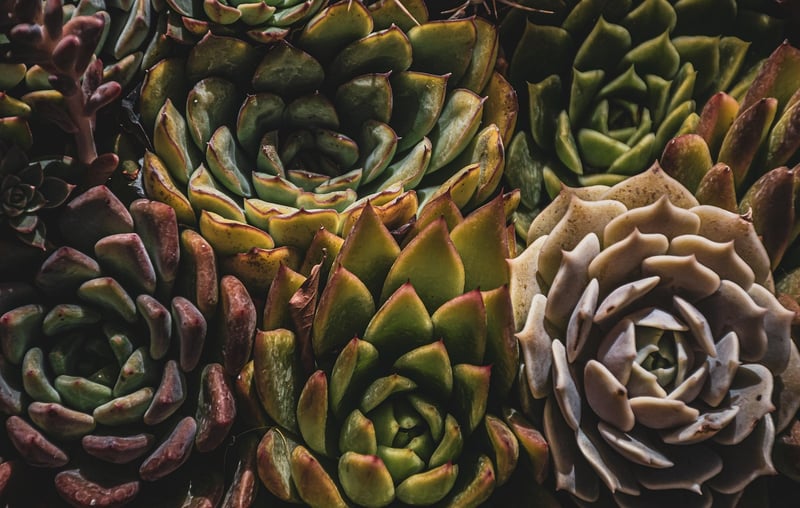 Succulents